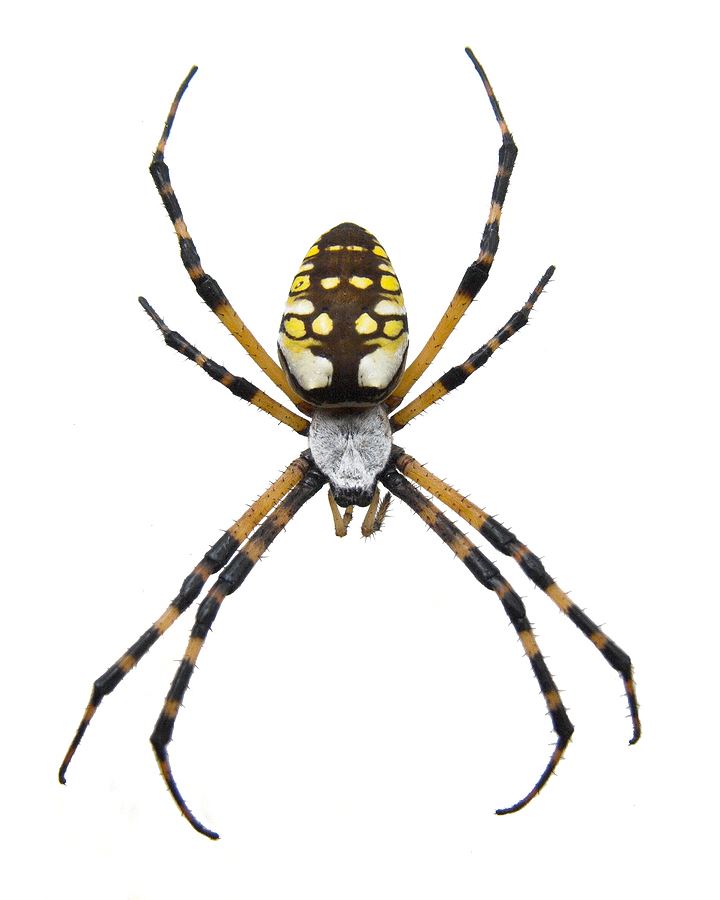 BLACK AND YELLOW GARDEN SPIDER